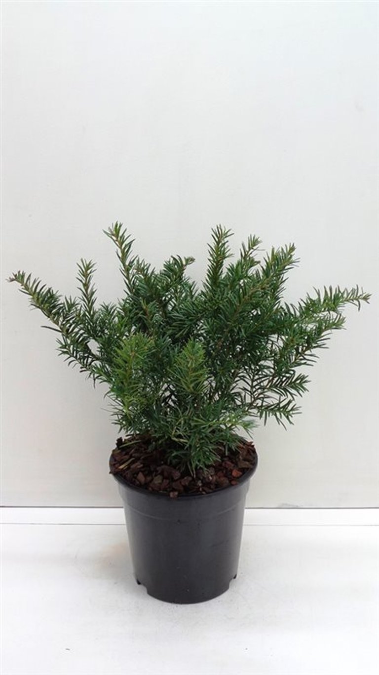 Taxus b. 'Repandens' - C3 25-30 CM